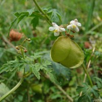 Cardiospermum halicacabum L.